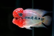 ماهی فلاور هورن