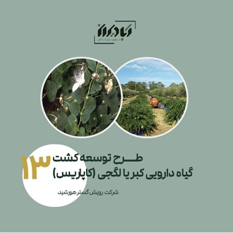 طرح گیاه کاپاریس