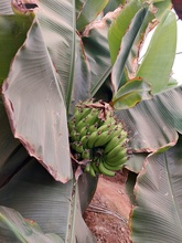 نهال موز کاوندیش