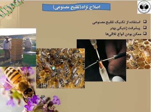 تولید ملکه اصلاح شده زنبور عسل با عملکرد بالا و مقاومت به بیماریها و آفات