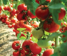 بذور هیبرید گوجه فرنگی فضای باز