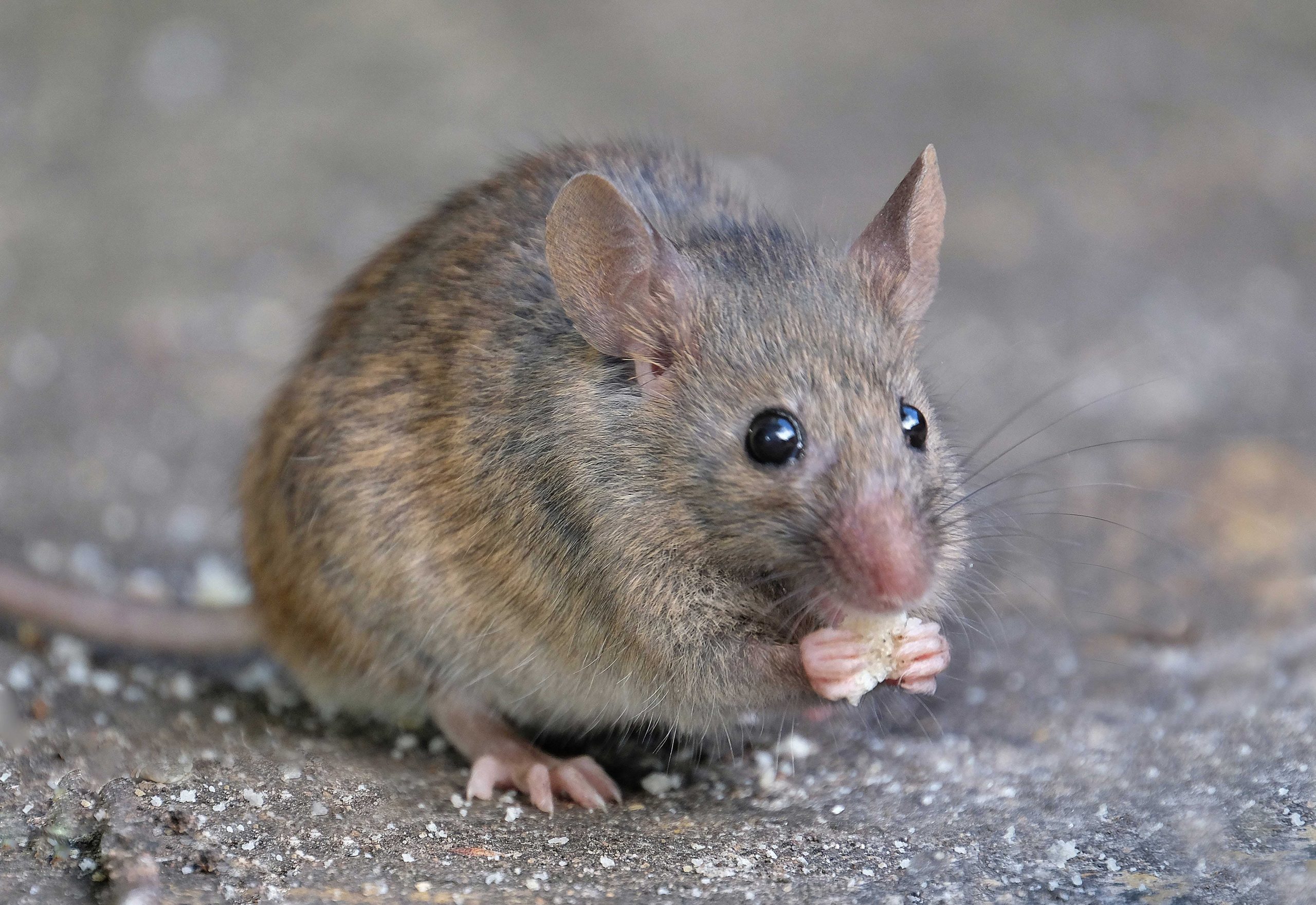 مرگ موش بهداشتی