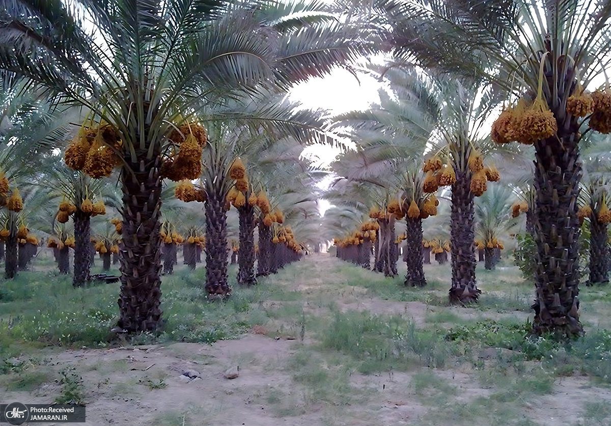 ربات نخلستان دانش بنیان