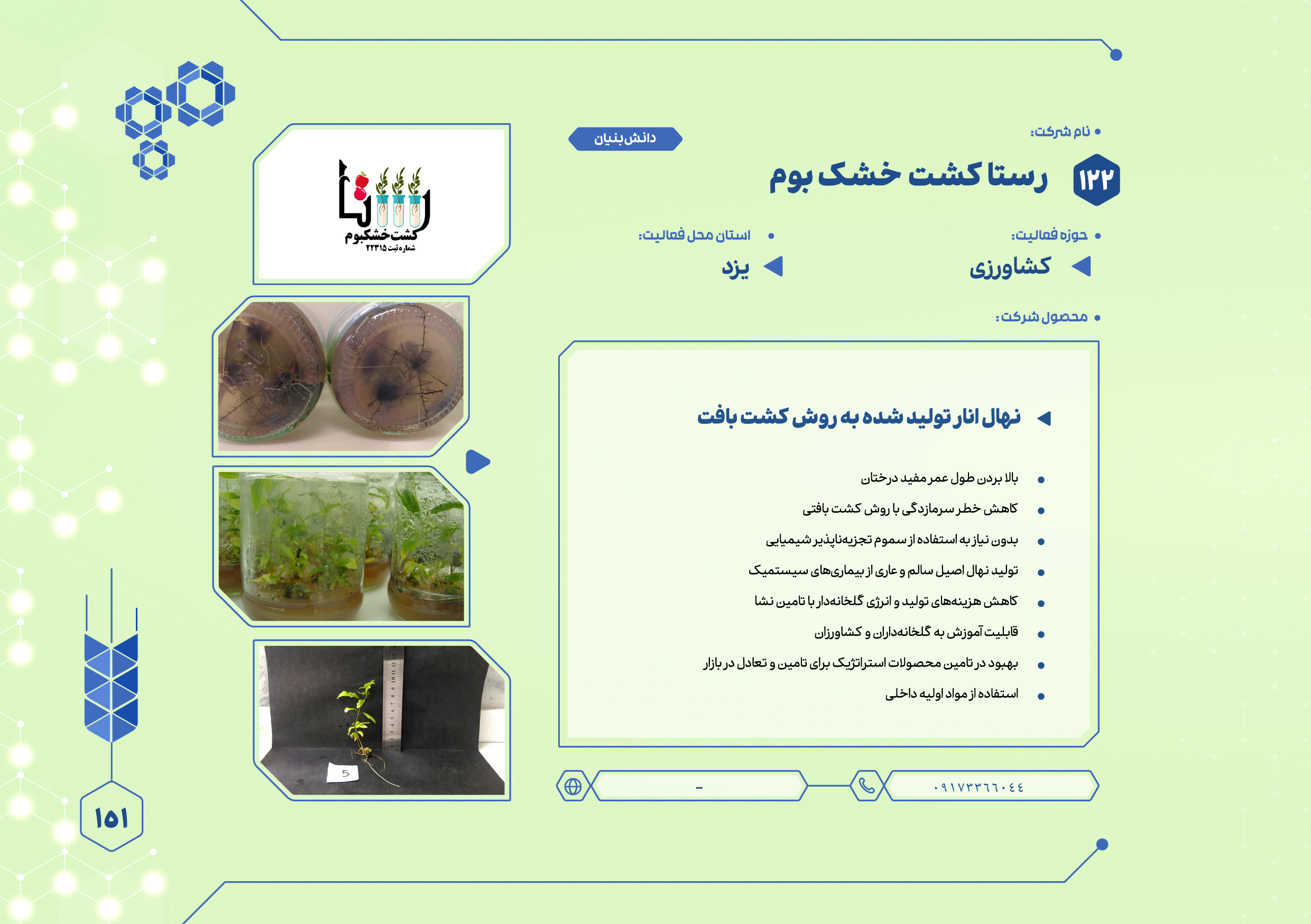 نهال انار تولید شده به روش کشت بافت